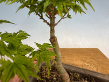 Load image into Gallery viewer, Shishigashira Japanese Maple 010
