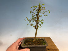 Load image into Gallery viewer, Chinese Hackberry, Celtis 004

