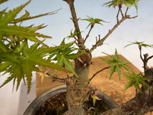 Load image into Gallery viewer, Kotohime Japanese Maple-007 Var. Dwarf Goshiki
