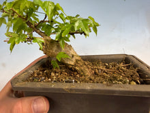 Load image into Gallery viewer, Trident Maple 025
