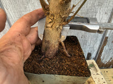 Load image into Gallery viewer, Trident Maple #10

