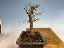 Load image into Gallery viewer, Zelkova, Japanese Grey Bark Elm 007
