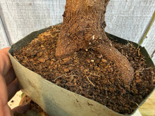 Load image into Gallery viewer, Trident Maple #24
