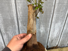 Load image into Gallery viewer, Trident Maple #26
