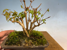 Load image into Gallery viewer, Trident Maple-Shohin Clump 002
