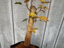 Load image into Gallery viewer, Trident Maple #28
