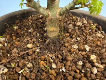 Load image into Gallery viewer, Shishigashira Japanese Maple 004
