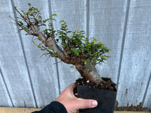 Load image into Gallery viewer, Chinese Elm #6
