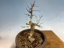 Load image into Gallery viewer, Zelkova, Japanese Import 001
