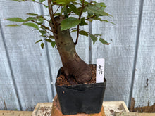 Load image into Gallery viewer, Zelkova, Japanese Grey Bark Elm #19
