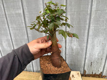 Load image into Gallery viewer, Zelkova, Japanese Grey Bark Elm #11
