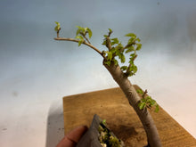 Load image into Gallery viewer, Chinese Elm-Root Cutting 002
