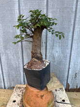 Load image into Gallery viewer, Chinese Elm #1
