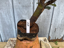 Load image into Gallery viewer, Chinese Quince #10
