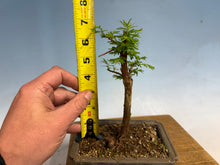 Load image into Gallery viewer, Dawn Redwood 005

