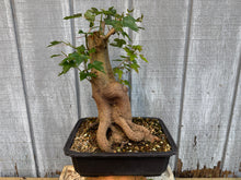 Load image into Gallery viewer, Trident Maple #49
