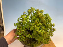 Load image into Gallery viewer, Trident Maple-Shohin Forest 001
