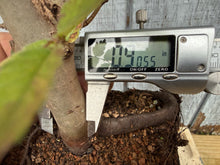 Load image into Gallery viewer, Zelkova, Japanese Grey Bark Elm #7
