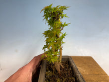 Load image into Gallery viewer, Kotohime Japanese Maple-016

