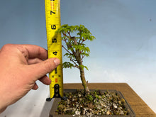 Load image into Gallery viewer, Shishigashira Japanese Maple 014
