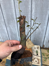 Load image into Gallery viewer, Chinese Quince #9
