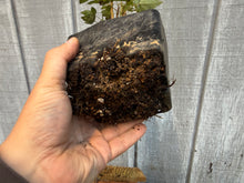 Load image into Gallery viewer, Trident Maple #18
