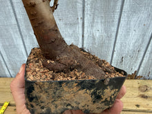 Load image into Gallery viewer, Zelkova, Japanese Grey Bark Elm #14
