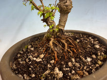 Load image into Gallery viewer, Chinese Elm var. Yatsabusa Cork Bark 002
