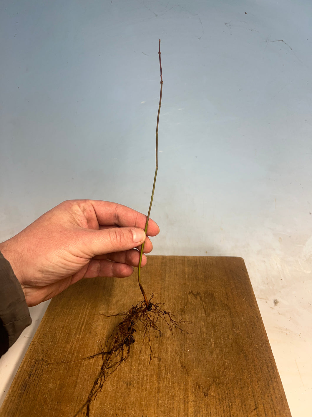 Japanese Maple Bare Root
