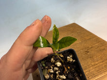 Load image into Gallery viewer, Japanese Gardenia
