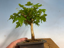 Load image into Gallery viewer, Trident Maple 024
