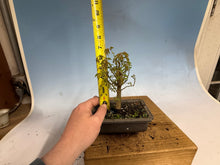 Load image into Gallery viewer, Zelkova, Japanese Grey Bark Elm 013
