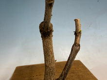 Load image into Gallery viewer, Japanese Wisteria 004
