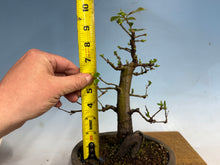 Load image into Gallery viewer, Chinese Quince 002
