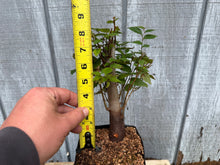 Load image into Gallery viewer, Zelkova, Japanese Grey Bark Elm #9
