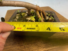Load image into Gallery viewer, Chinese Elm-Root Cutting 002
