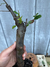 Load image into Gallery viewer, Chinese Quince #7
