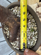 Load image into Gallery viewer, Zelkova, Japanese Grey Bark Elm #21
