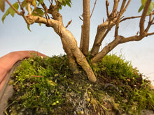 Load image into Gallery viewer, Trident Maple-Shohin Clump 002
