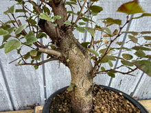 Load image into Gallery viewer, Korean Hornbeam, Carpinus Koreana
