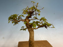 Load image into Gallery viewer, Trident Maple 007
