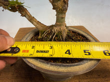 Load image into Gallery viewer, Kotohime Japanese Maple-007 Var. Dwarf Goshiki
