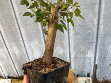 Load image into Gallery viewer, Trident Maple #9
