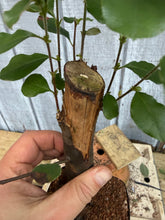 Load image into Gallery viewer, Chinese Quince #8

