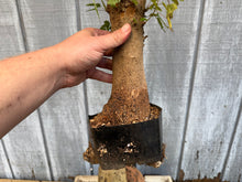Load image into Gallery viewer, Trident Maple #43
