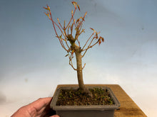 Load image into Gallery viewer, Japanese Maple 002
