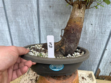 Load image into Gallery viewer, Zelkova, Japanese Grey Bark Elm #21
