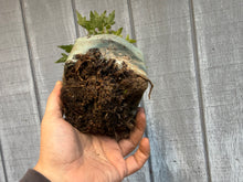 Load image into Gallery viewer, Trident Maple #24
