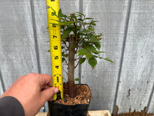Load image into Gallery viewer, Zelkova, Japanese Grey Bark Elm #6
