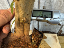 Load image into Gallery viewer, Trident Maple #17
